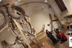 Paleontologico10