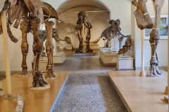 Paleontologico8