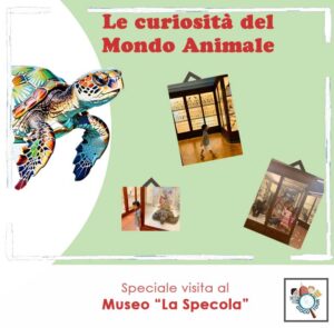 SCUOLA - TOUR AL CHIUSO